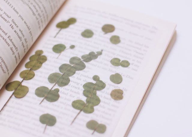 Appree Pressed flower sticker - Eucalyptus