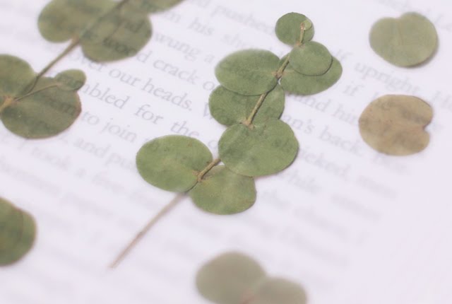 Appree Pressed flower sticker - Eucalyptus