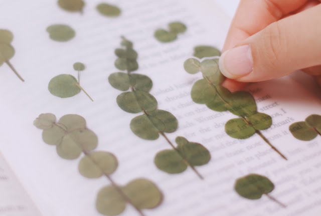 Appree Pressed flower sticker - Eucalyptus