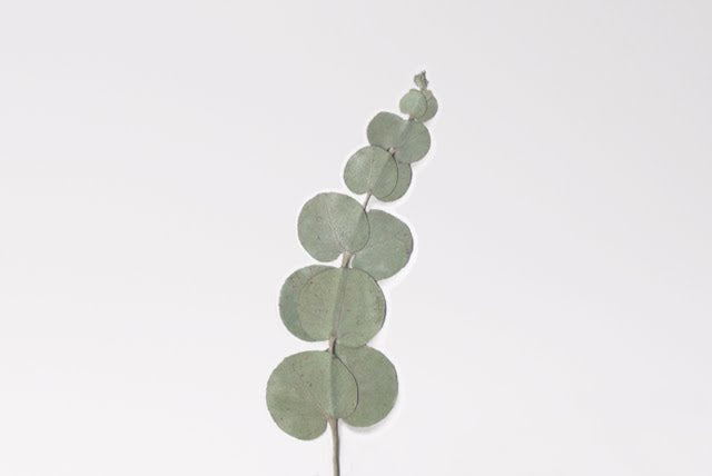 Appree Pressed flower sticker - Eucalyptus