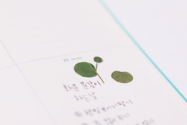 Appree Pressed flower sticker - Eucalyptus