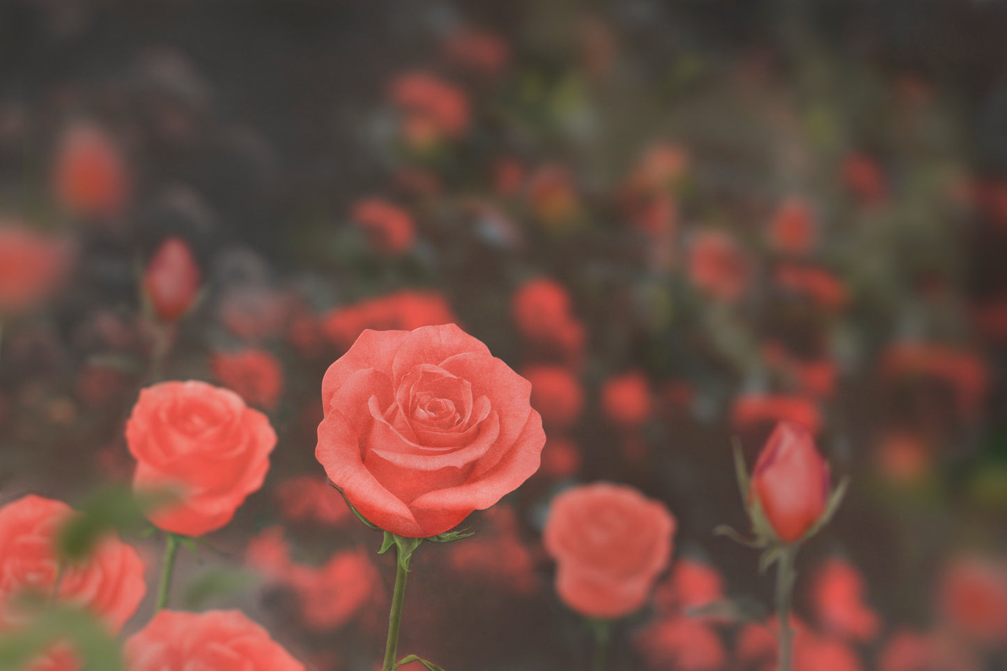 Appree Sticky Leaf Rose