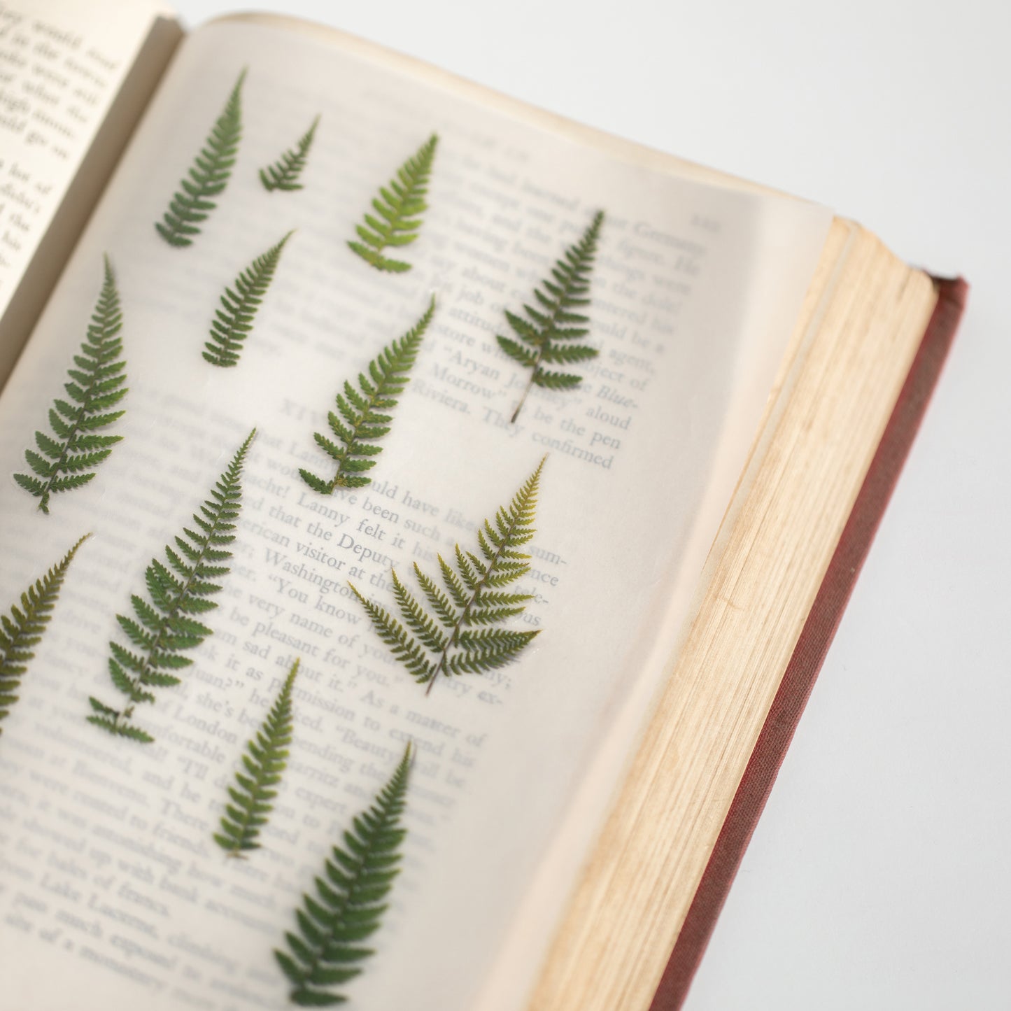Appree Pressed flower sticker - Bracken