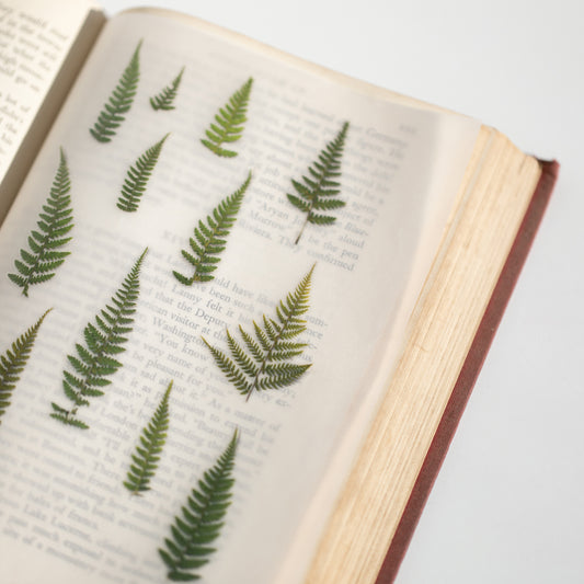 Appree Pressed flower sticker - Bracken