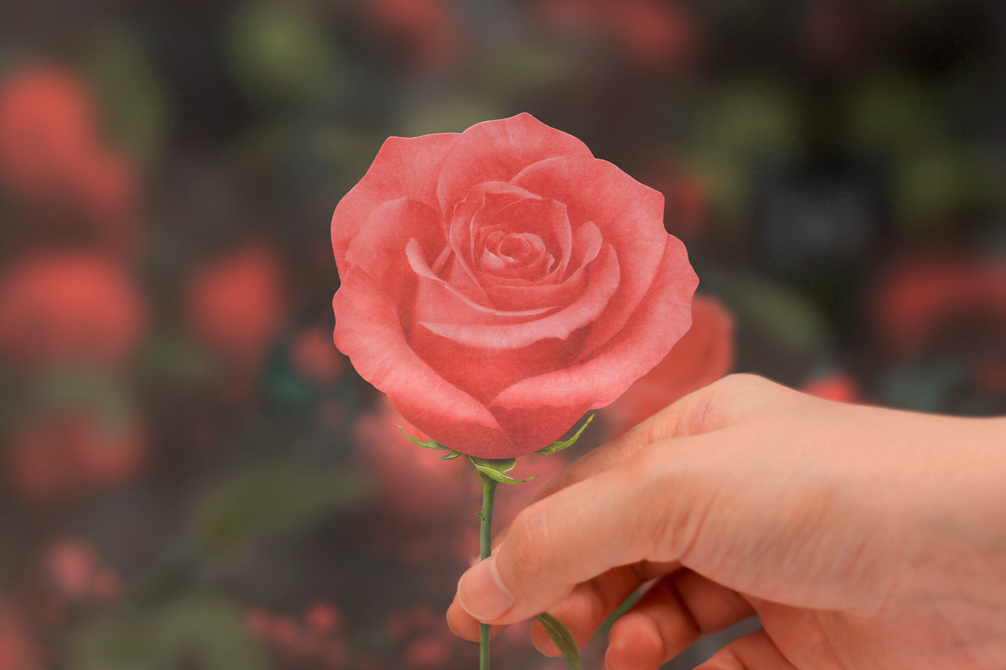 Appree Sticky Leaf Rose