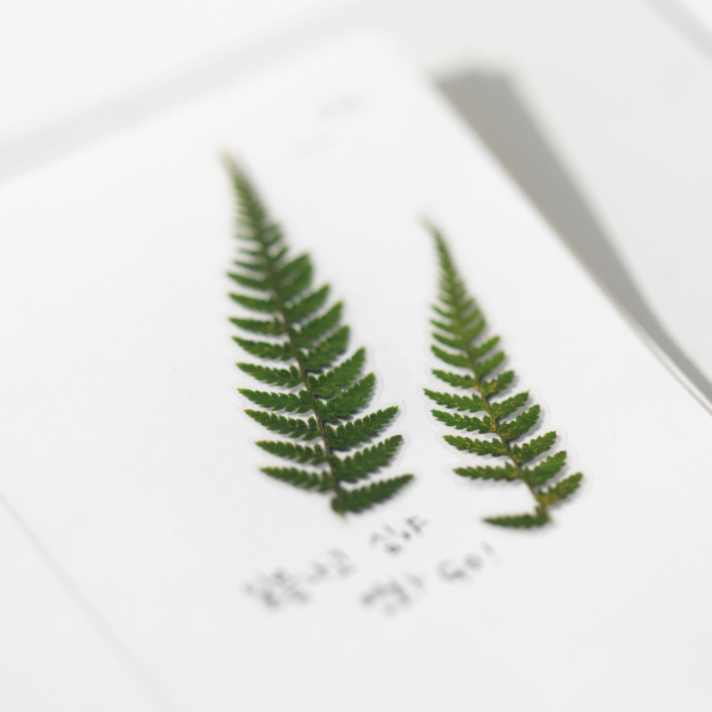 Appree Pressed flower sticker - Bracken