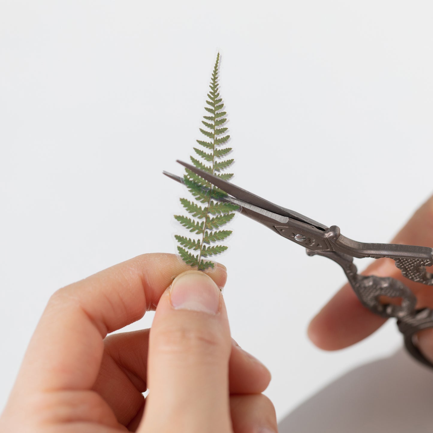 Appree Pressed flower sticker - Bracken