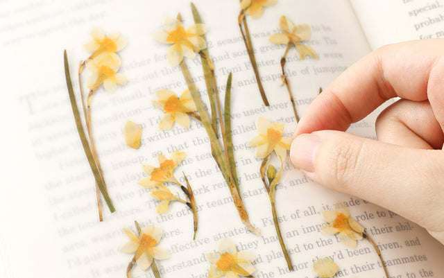 Appree Pressed flower sticker - Narcissus