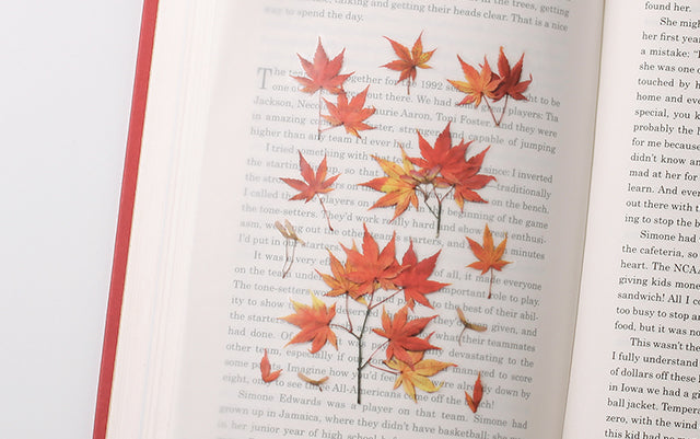 Appree Pressed flower sticker - Palmate Maple