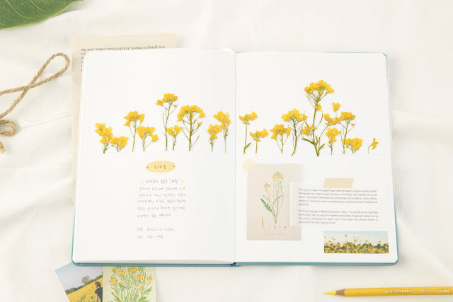 Appree Pressed flower sticker - Rapeseed Flower