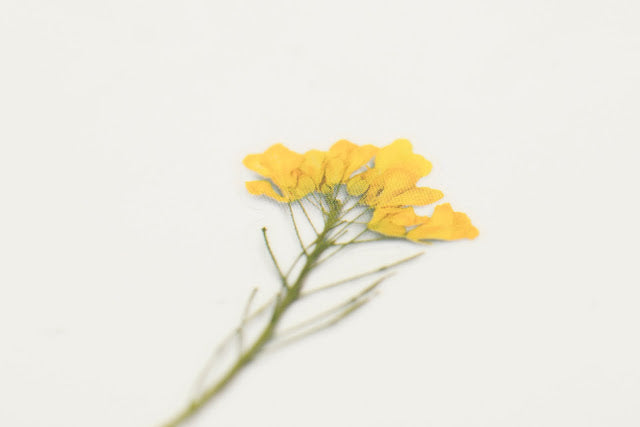 Appree Pressed flower sticker - Rapeseed Flower