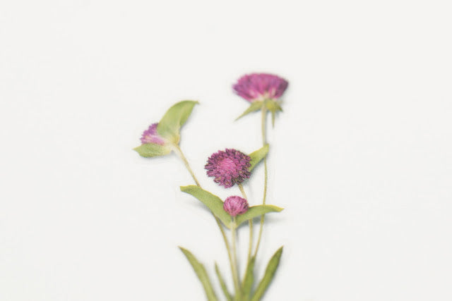 Appree Pressed flower sticker - Globe Amaranth