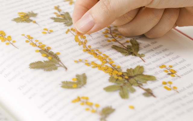 Appree Pressed flower sticker - Mimosa