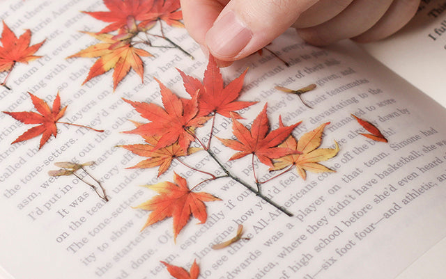 Appree Pressed flower sticker - Palmate Maple