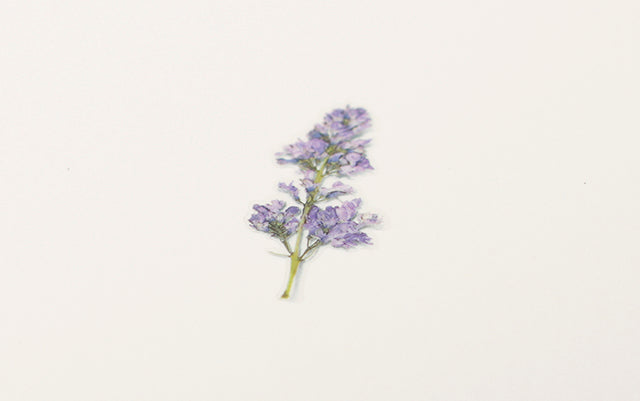 Appree Pressed flower sticker - Lilac
