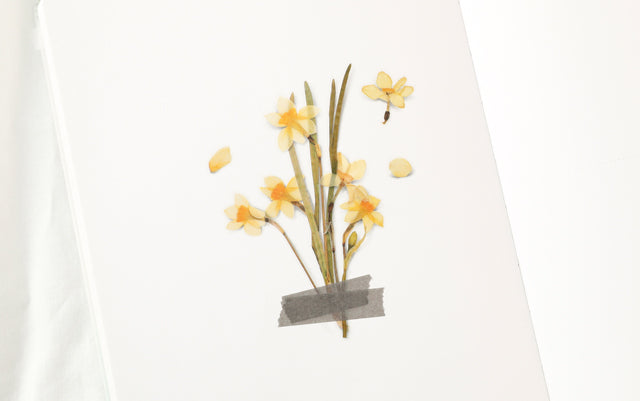 Appree Pressed flower sticker - Narcissus