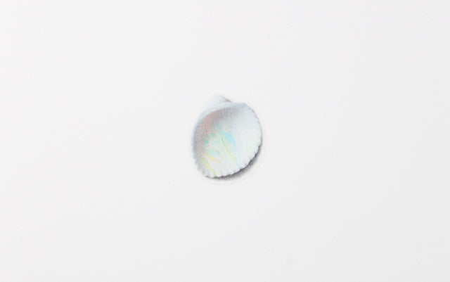 Appree Nature Sticker - Sea Shell