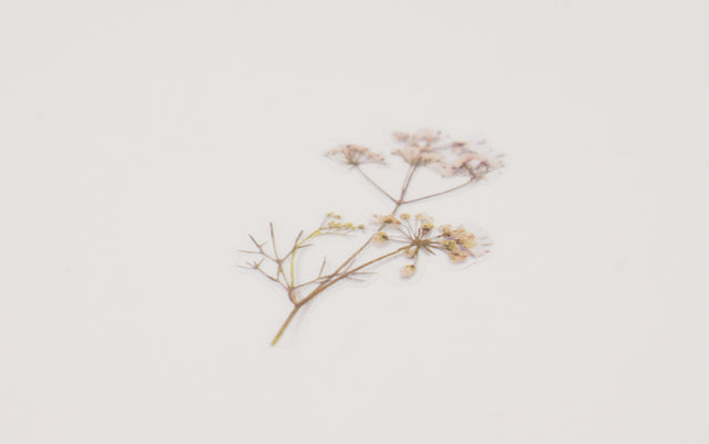 Appree Pressed flower sticker - Lace Flower