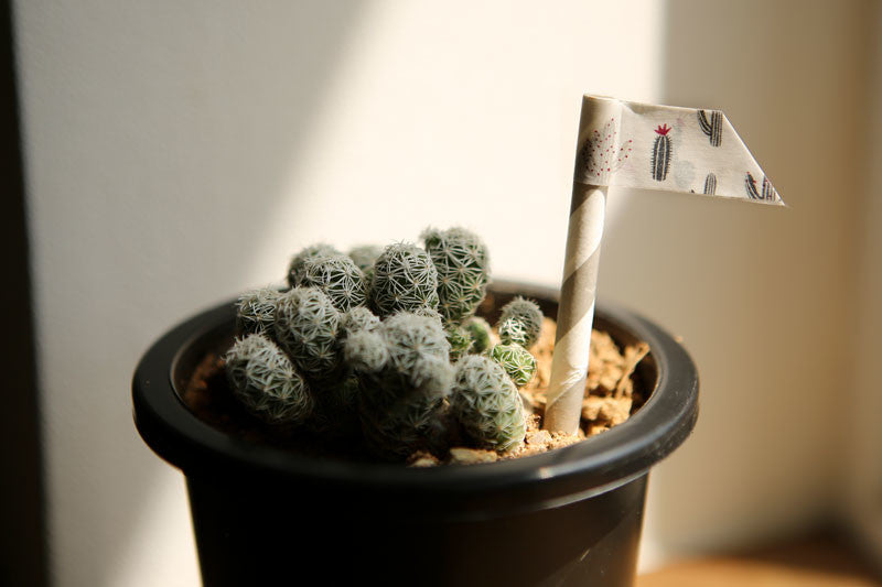 Dailylike Cactus Masking Tape
