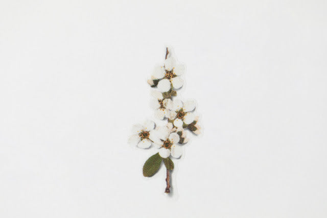 Appree Pressed flower sticker - Bridal Wreath