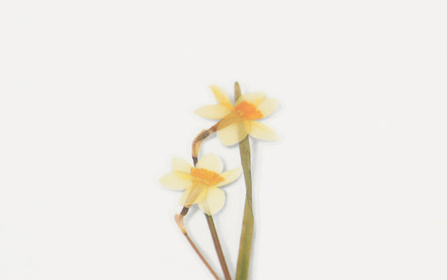 Appree Pressed flower sticker - Narcissus