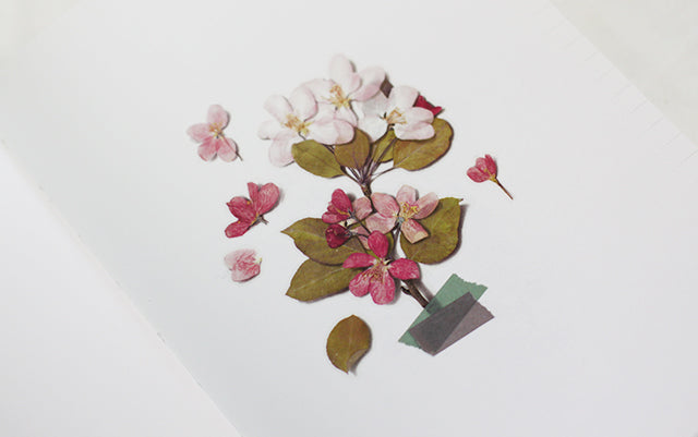Appree Pressed flower sticker - Apple Blossom