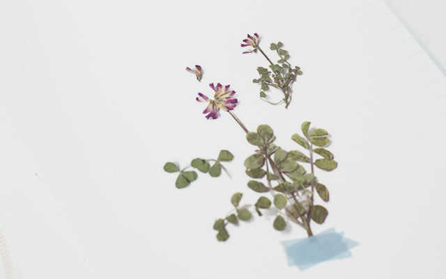 Appree Pressed flower sticker - Astragalus Sinicus
