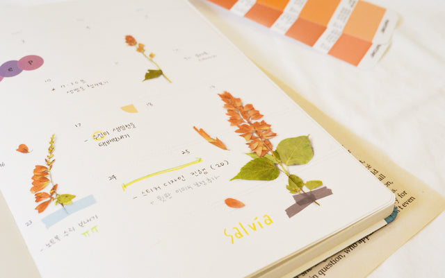 Appree Pressed flower sticker - Salvia