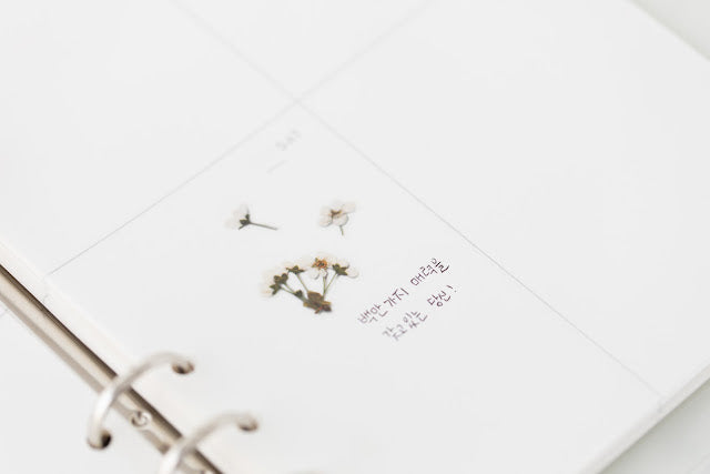 Appree Pressed flower sticker - Bridal Wreath