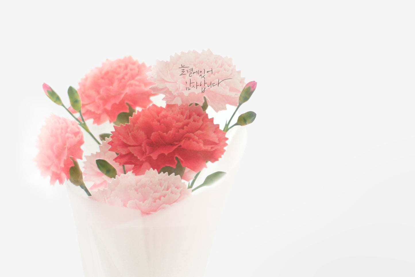 Appree Sticky Leaf Carnation