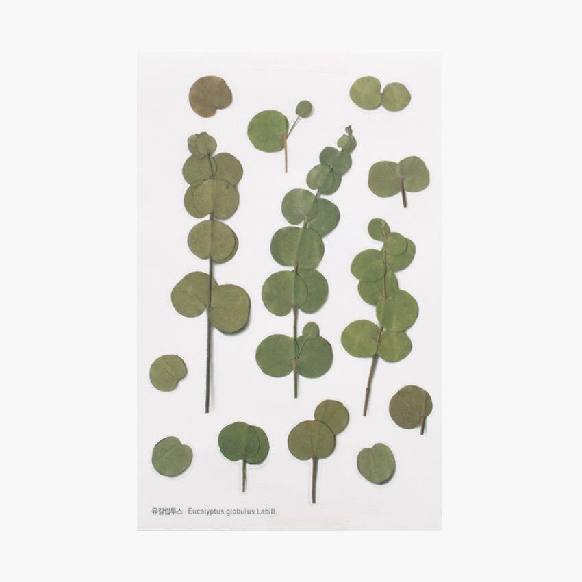 Appree Pressed flower sticker - Eucalyptus
