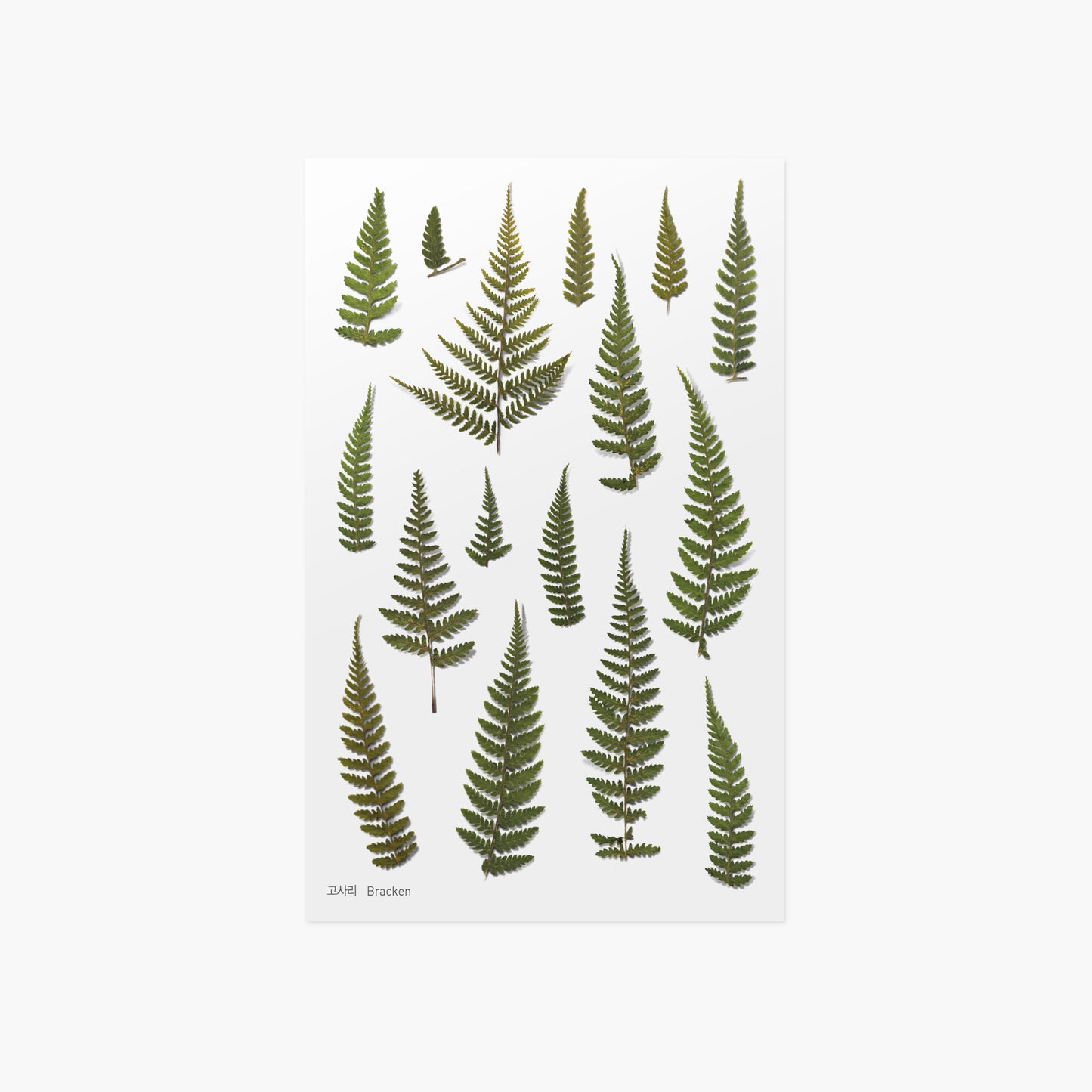 Appree Pressed flower sticker - Bracken