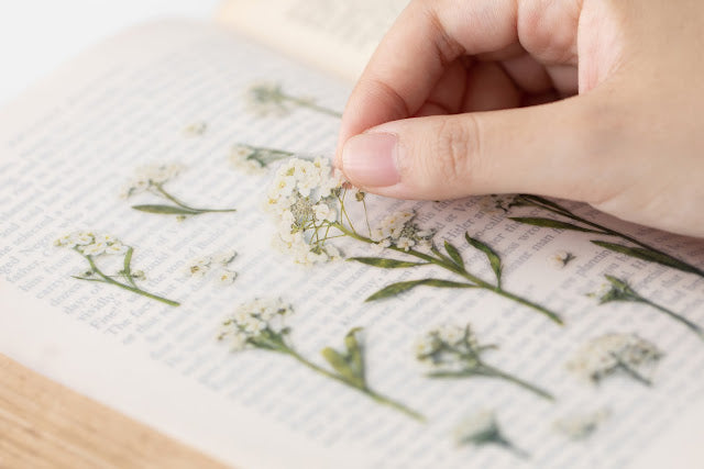 Appree Pressed flower sticker - Sweet Alyssum