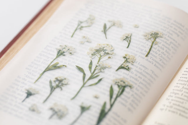 Appree Pressed flower sticker - Sweet Alyssum