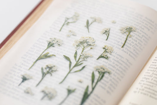 Appree Pressed flower sticker - Sweet Alyssum