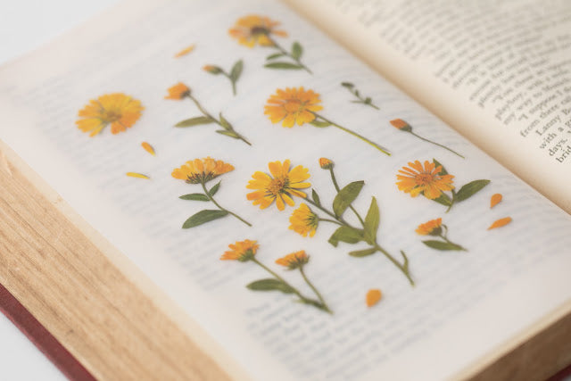 Appree Pressed flower sticker - Calendula