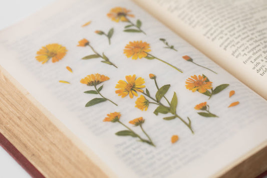 Appree Pressed flower sticker - Calendula