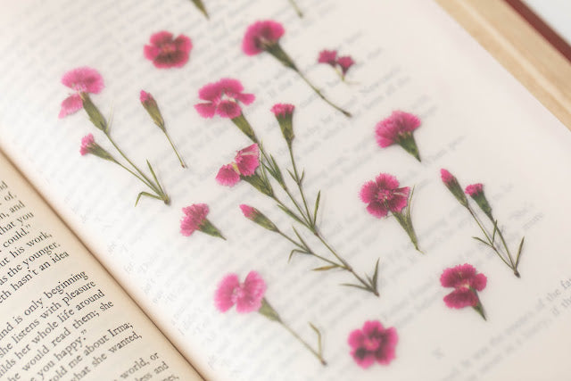 Appree Pressed flower sticker - China Pink