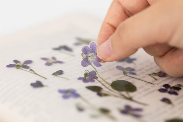 Appree Pressed flower sticker - Manchurian Violet