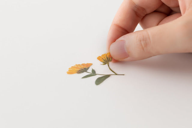 Appree Pressed flower sticker - Calendula
