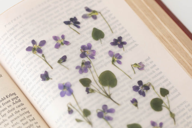 Appree Pressed flower sticker - Manchurian Violet