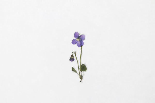 Appree Pressed flower sticker - Manchurian Violet