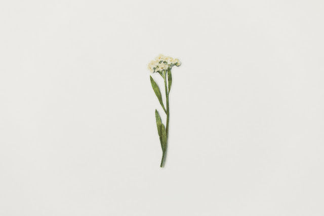 Appree Pressed flower sticker - Sweet Alyssum