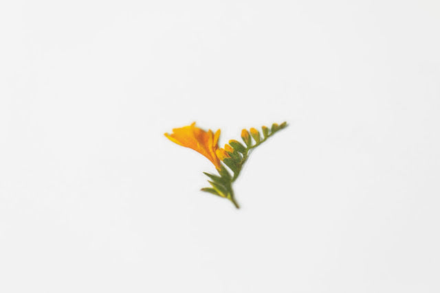 Appree Pressed flower sticker - Freesia