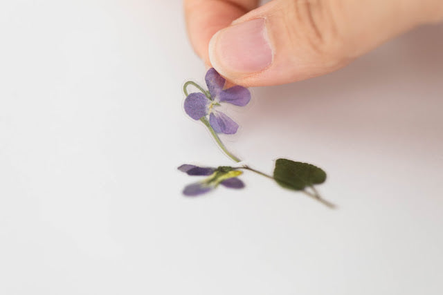 Appree Pressed flower sticker - Manchurian Violet