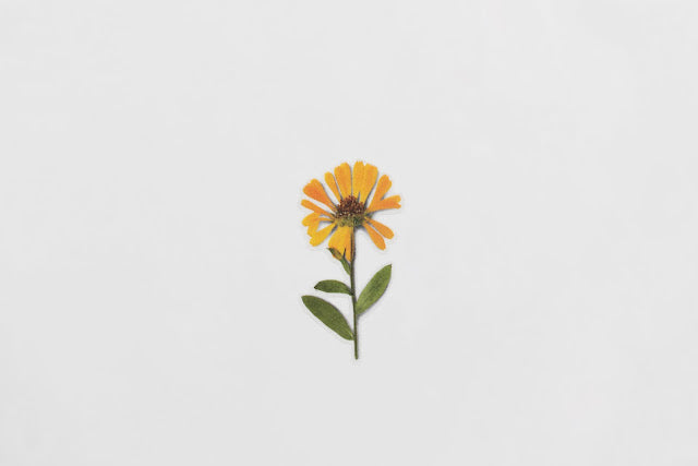 Appree Pressed flower sticker - Calendula