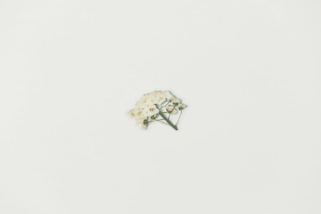 Appree Pressed flower sticker - Sweet Alyssum