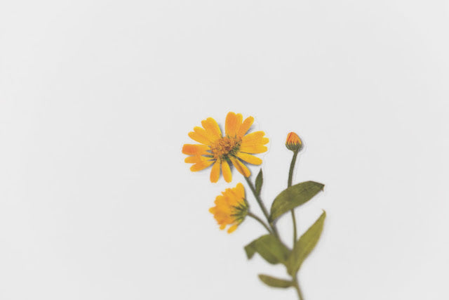 Appree Pressed flower sticker - Calendula