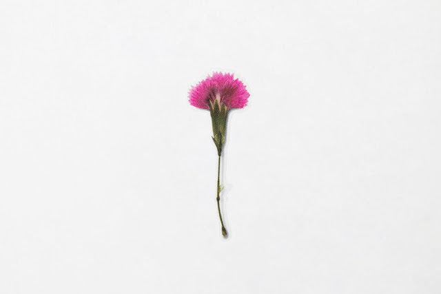 Appree Pressed flower sticker - China Pink