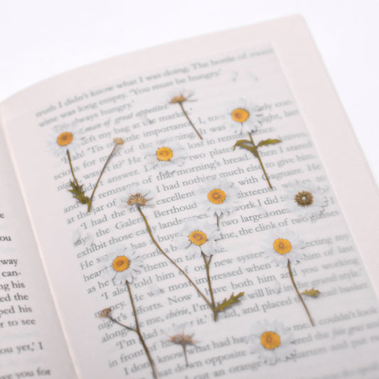 Appree Pressed flower sticker - Marguerite
